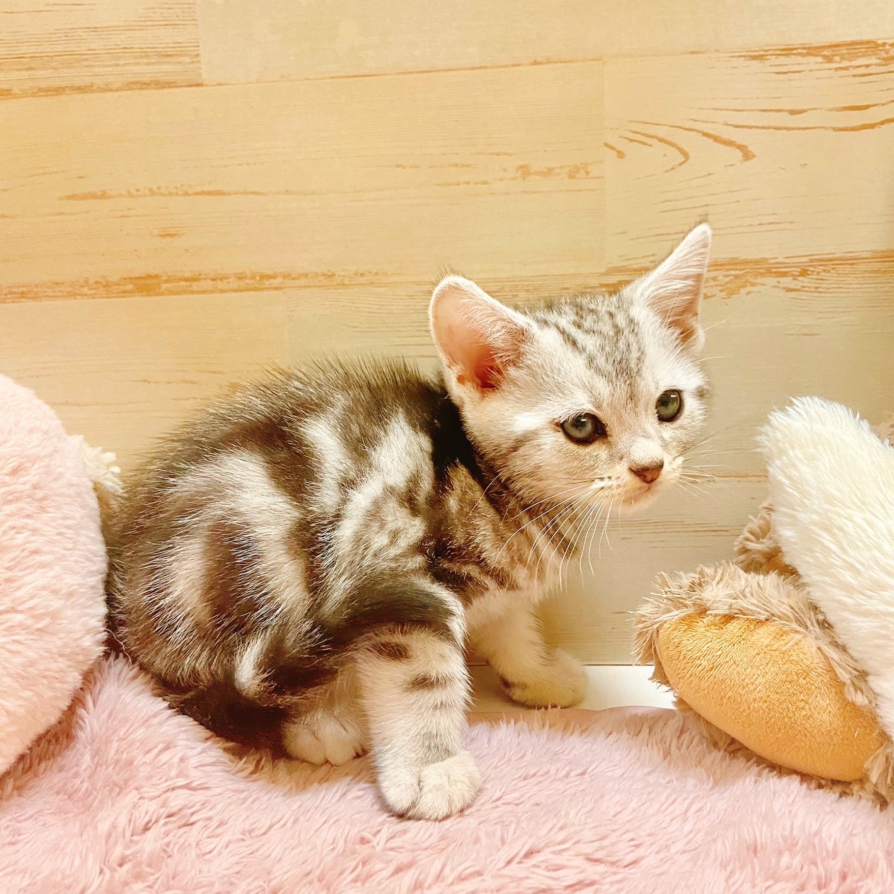 兵庫県のアメリカンショートヘアー (犬の家＆猫の里神戸店/2025年7月19日生まれ/男の子/シルバータビー)の子猫の3枚目の画像