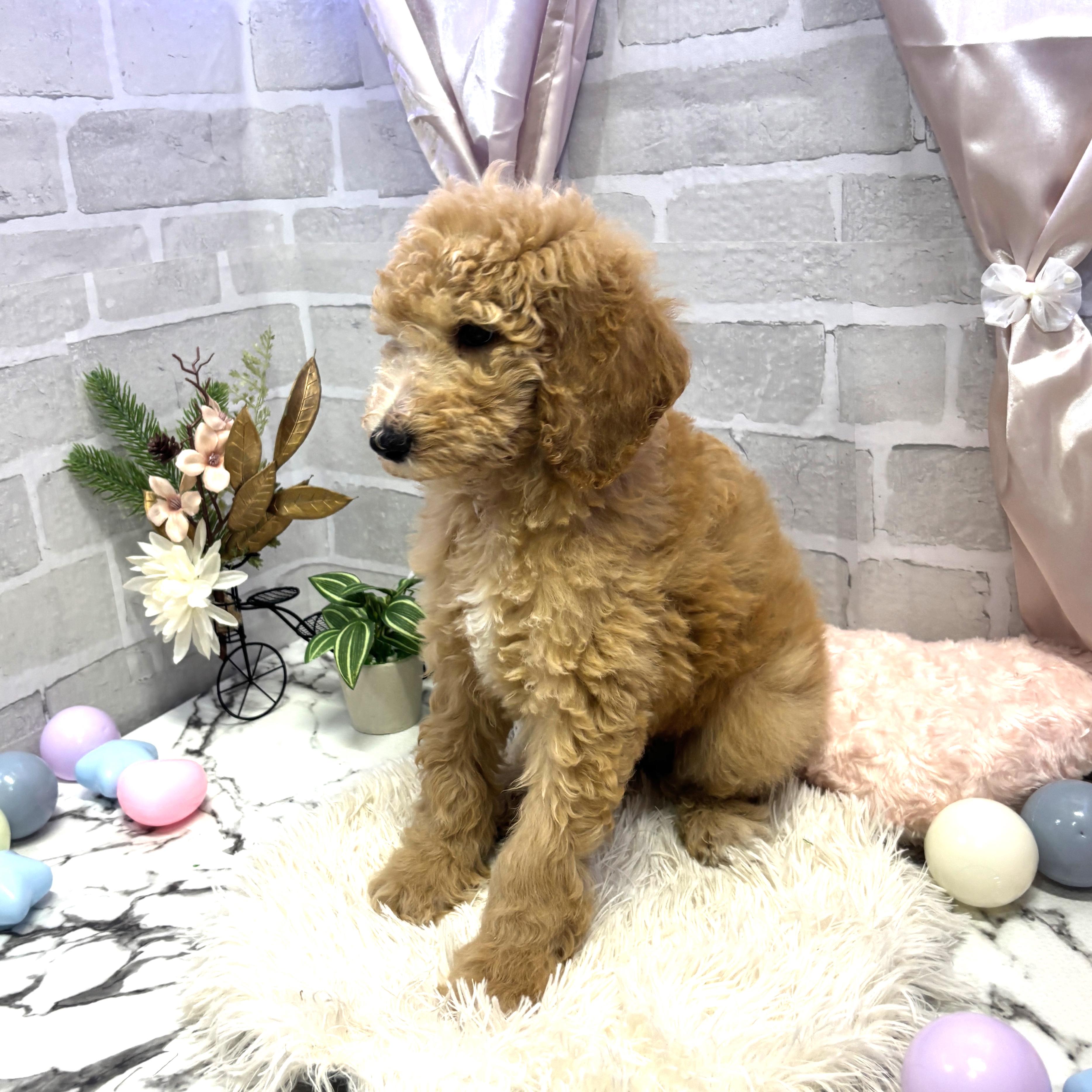 愛知県のスタンダードプードル (犬の家＆猫の里岡崎店/2025年6月28日生まれ/女の子/アプリコット)の子犬の3枚目の画像