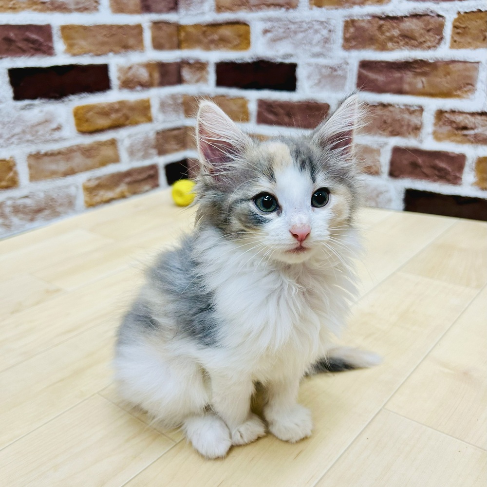 愛知県のノルウェージャンフォレストキャット (犬の家&猫の里七宝店/2025年6月23日生まれ/女の子/ブルーパッチドタビーホワイト)の子猫