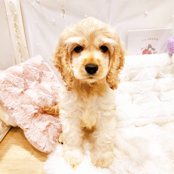 福井県のアメリカンコッカースパニエル (犬の家＆猫の里福井店/2025年6月29日生まれ/女の子/バフ)の子犬の3枚目の画像