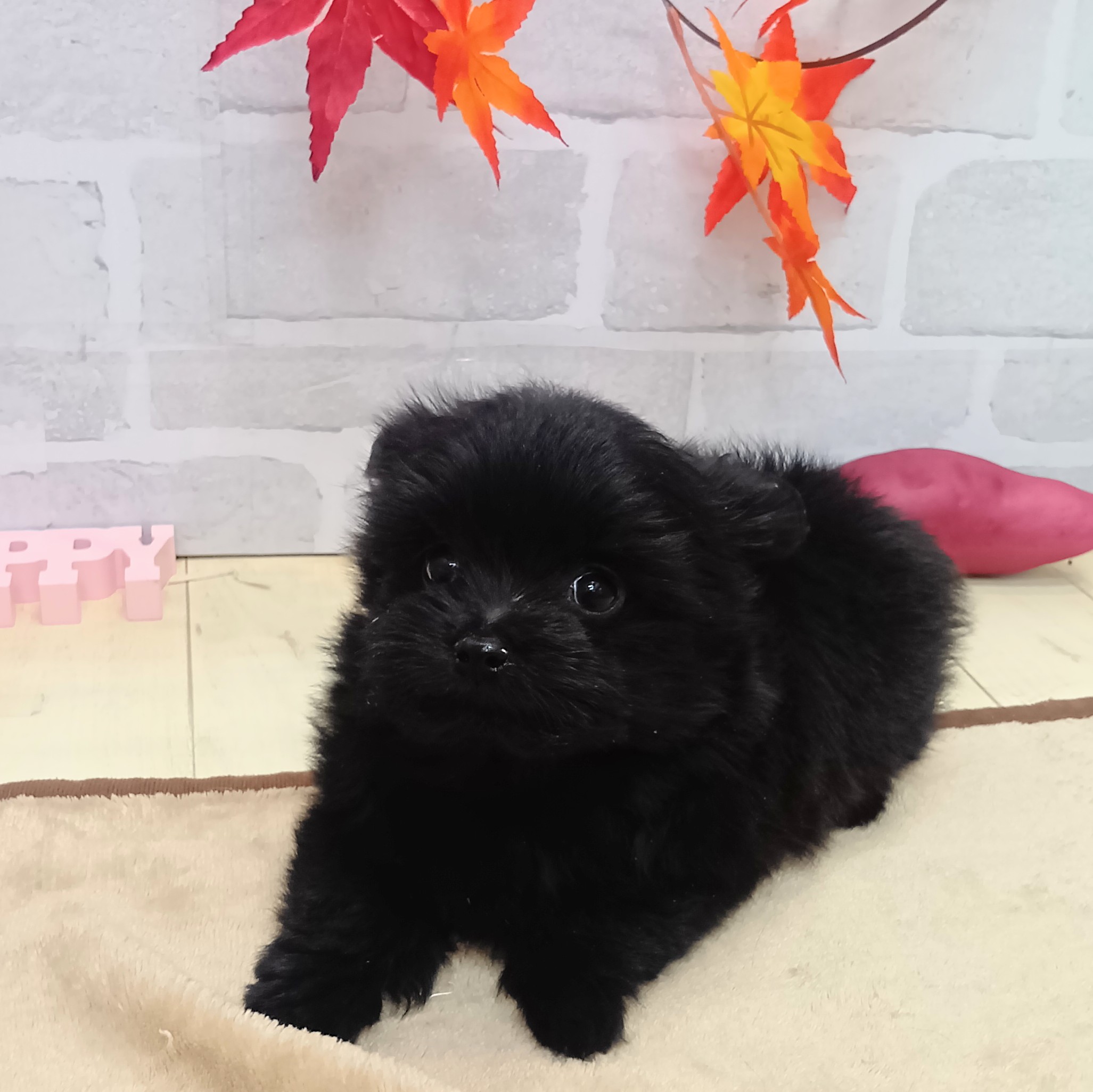 静岡県のポメマル/マルポメ(ポメラニアン×マルチーズ) (犬の家＆猫の里プレ葉ウォーク浜北店/2025年9月20日生まれ/女の子/ブラック)の子犬の3枚目の画像