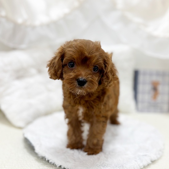 岐阜県のキャバプー(キャバリア×プードル) (犬の家＆猫の里カラフルタウン岐阜店/2025年6月28日生まれ/女の子/レッドホワイト)の子犬