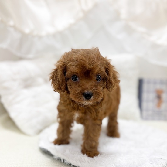 岐阜県のキャバプー(キャバリア×プードル) (犬の家＆猫の里カラフルタウン岐阜店/2025年6月28日生まれ/女の子/レッドホワイト)の子犬の3枚目の画像