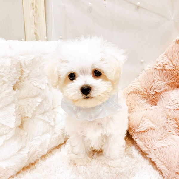 福井県のビションフリーゼ (犬の家＆猫の里福井店/2025年6月29日生まれ/男の子/ホワイト)の子犬の3枚目の画像