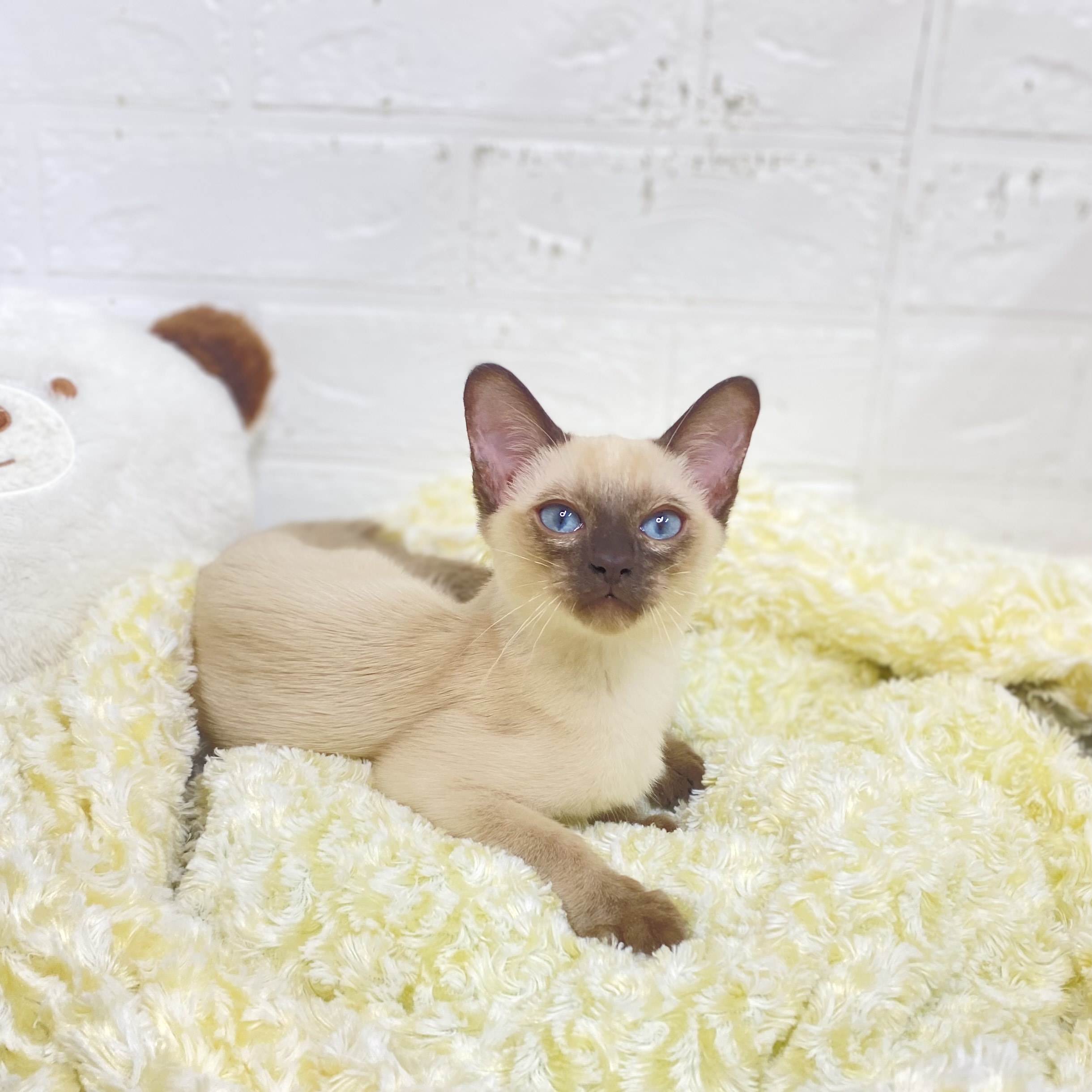 長野県のトンキニーズ (犬の家＆猫の里長野店/2025年6月28日生まれ/男の子/ナチュラルポイント)の子猫の3枚目の画像