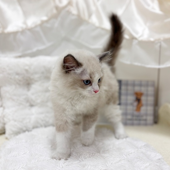 岐阜県のラグドール (犬の家＆猫の里カラフルタウン岐阜店/2025年6月29日生まれ/男の子/ブルーポイントバイカラー)の子猫の3枚目の画像