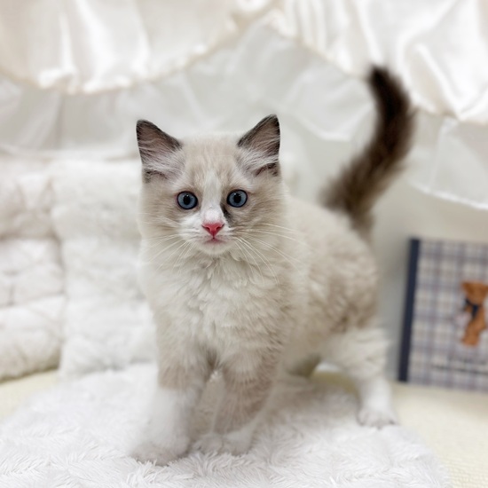 岐阜県のラグドール (犬の家＆猫の里カラフルタウン岐阜店/2025年6月29日生まれ/男の子/ブルーポイントバイカラー)の子猫の3枚目の画像