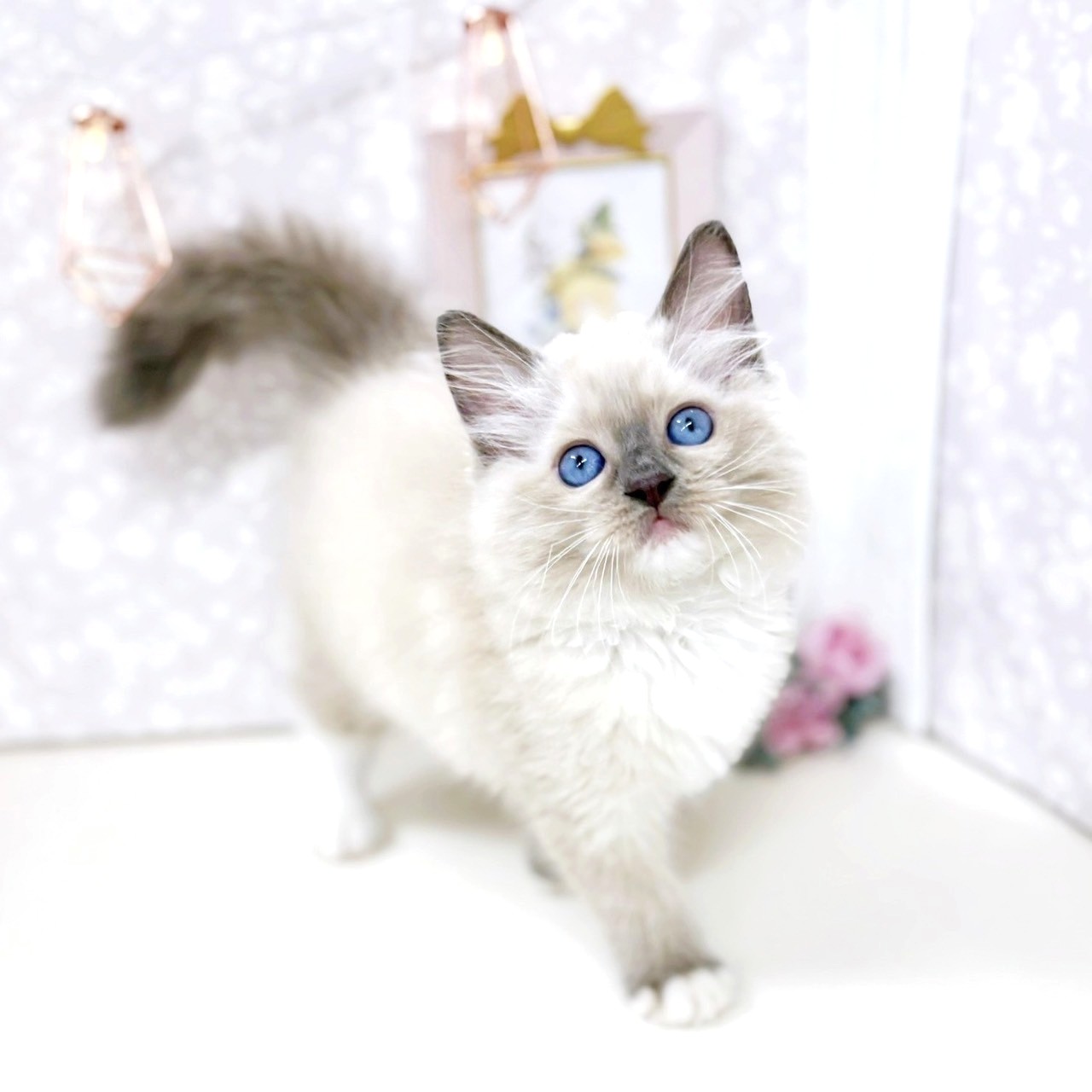 富山県のラグドール (犬の家＆猫の里アミーゴ高岡蓮花寺店/2025年6月29日生まれ/女の子/ブルーポイントミテッド)の子猫の3枚目の画像