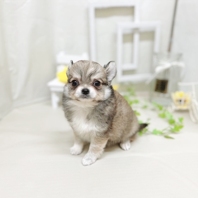 静岡県のチワワ(ロング) (犬の家＆猫の里藤枝店/2025年7月1日生まれ/男の子/フォーンホワイト)の子犬の3枚目の画像