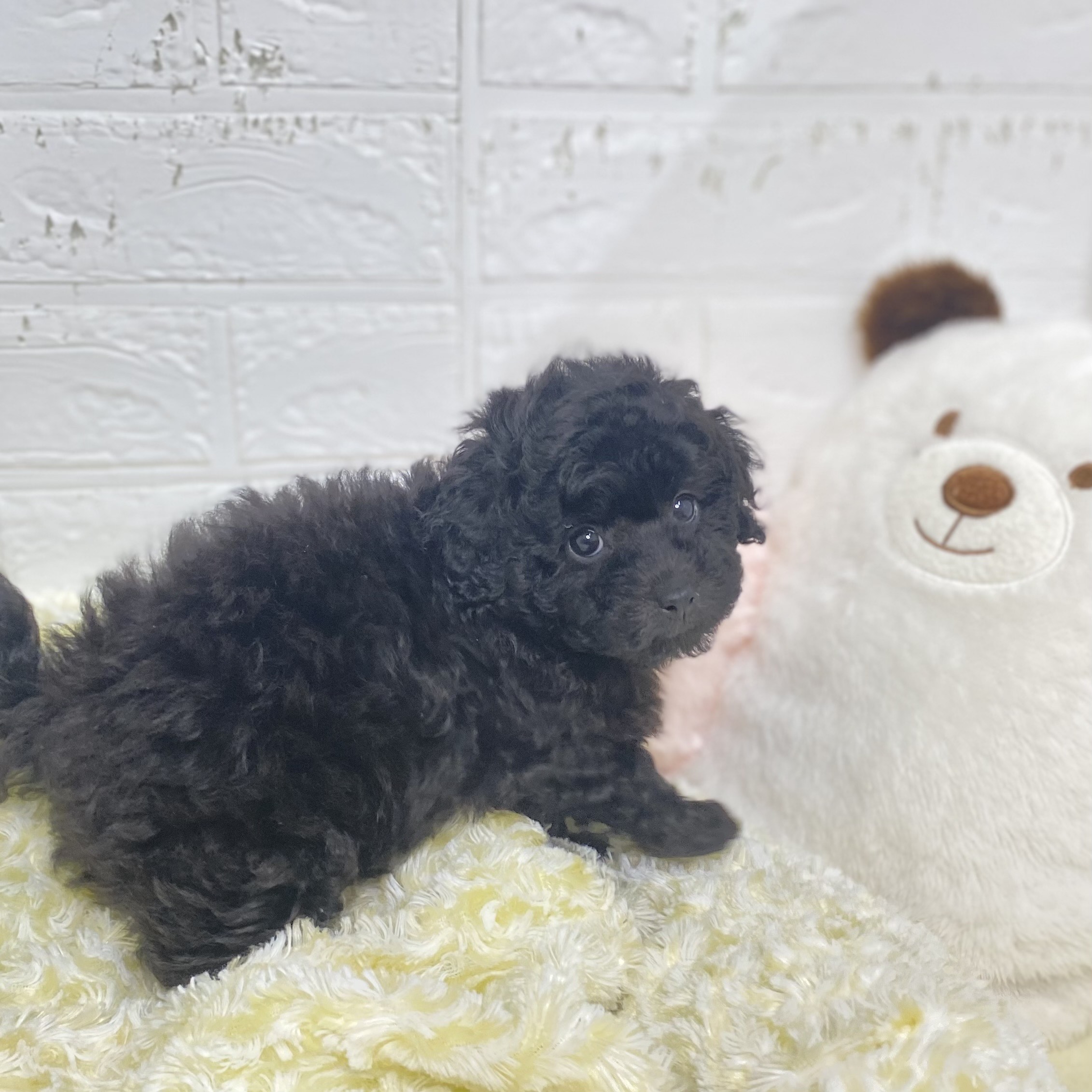 長野県のトイプードル(トイ) (犬の家＆猫の里長野店/2025年6月30日生まれ/女の子/ブラック)の子犬の3枚目の画像