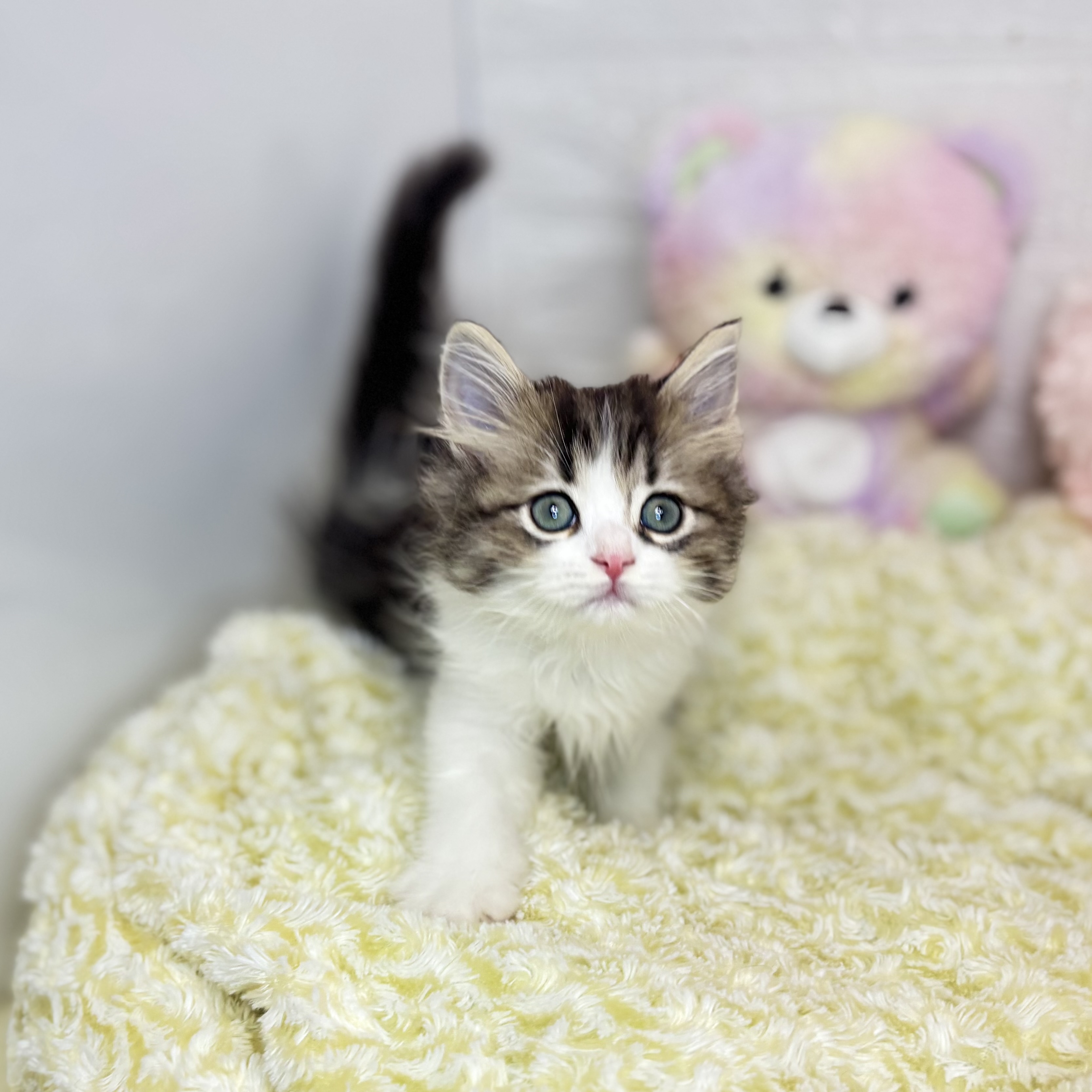 長野県のミヌエット (犬の家＆猫の里長野店/2025年6月26日生まれ/男の子/ブラウンタビーホワイト)の子猫の3枚目の画像