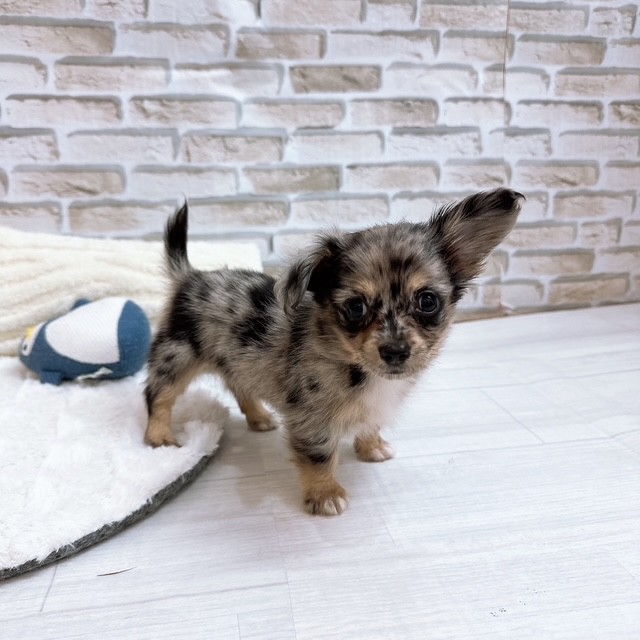 神奈川県のチワックス(チワワ×ダックス) (犬の家＆猫の里元住吉ブレーメン通り店/2025年6月29日生まれ/女の子/シルバーダップル)の子犬の3枚目の画像