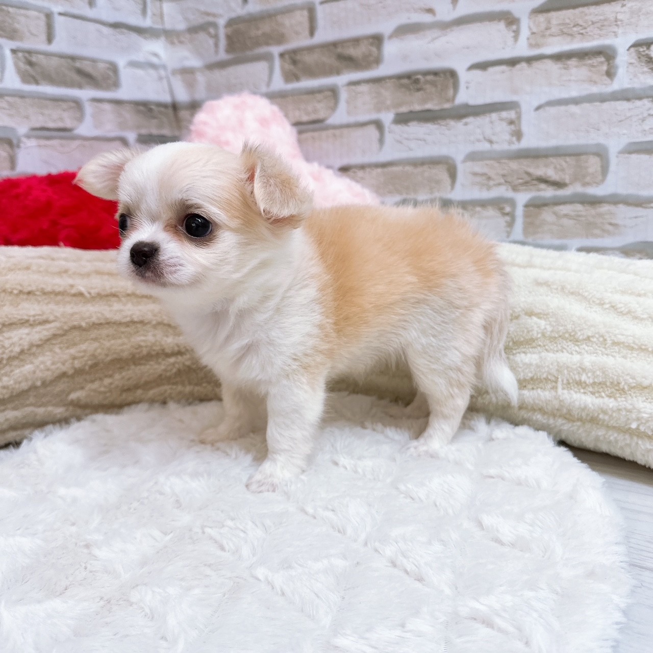 神奈川県のチワワ(ロング) (犬の家＆猫の里モザイクモール港北店/2025年7月1日生まれ/女の子/クリーム)の子犬の3枚目の画像