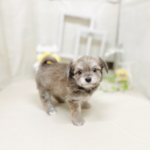 静岡県のハーフ犬・ミックス犬 (犬の家＆猫の里藤枝店/2025年6月28日生まれ/男の子/レッドホワイト)の子犬の3枚目の画像