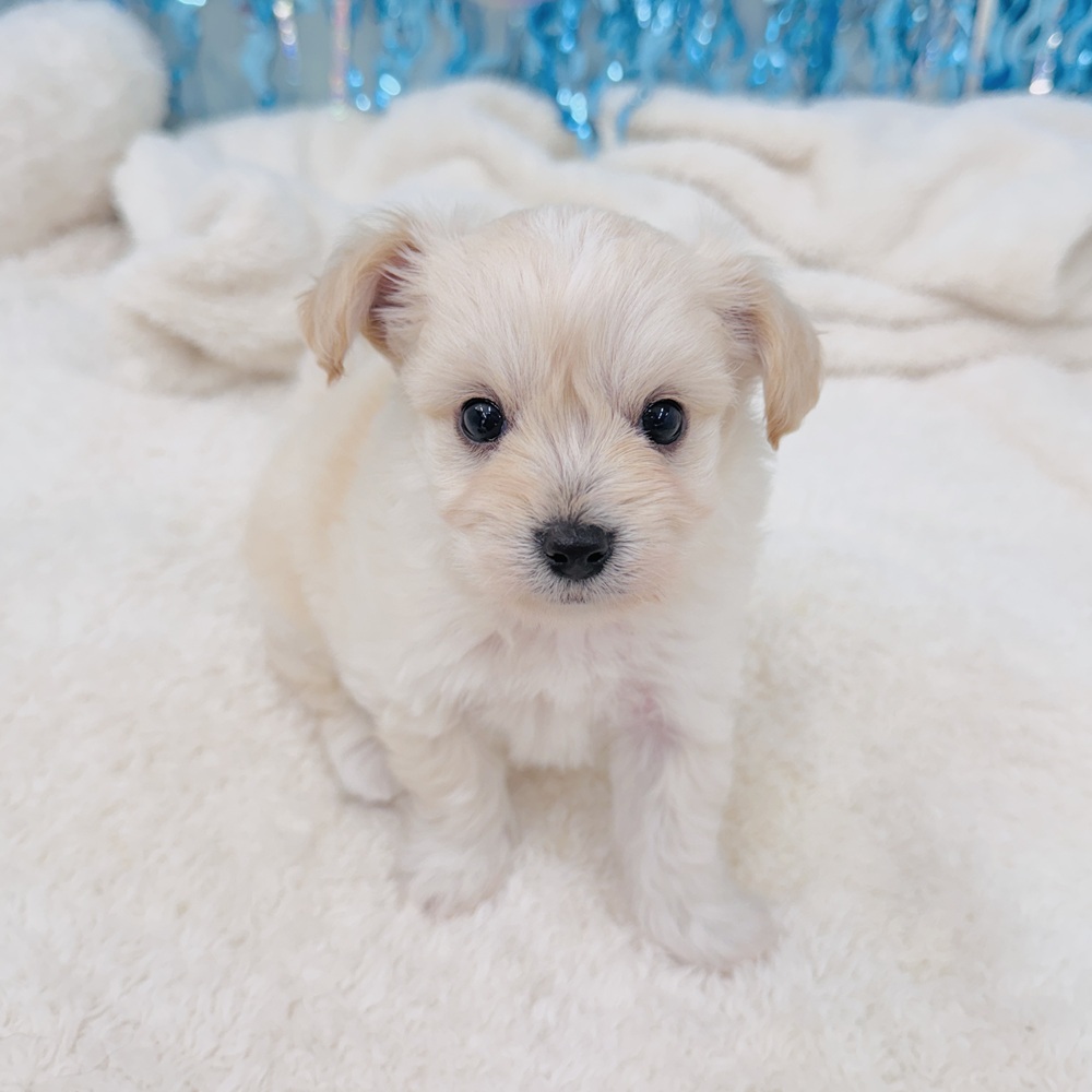 愛知県のハーフ犬・ミックス犬 (犬の家＆猫の里エアポートウォーク店/2025年6月28日生まれ/男の子/クリーム)の子犬の3枚目の画像