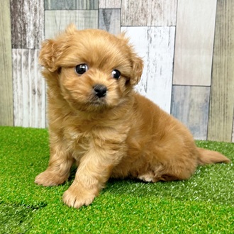 静岡県のペキプー(ペキニーズ×プードル) (犬の家＆猫の里マークイズ静岡店/2025年6月30日生まれ/女の子/アプリコット)の子犬の3枚目の画像