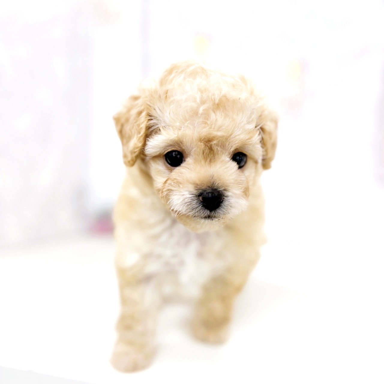 富山県のチワプー/プーチー(チワワ×プードル) (犬の家＆猫の里アミーゴ高岡蓮花寺店/2025年6月23日生まれ/女の子/アプリコット)の子犬の3枚目の画像