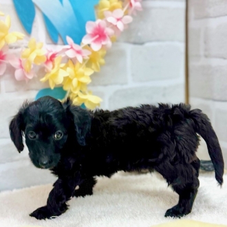 静岡県のダップー(ダックス×プードル) (犬の家＆猫の里プレ葉ウォーク浜北店/2025年6月28日生まれ/男の子/ブラック)の子犬の3枚目の画像