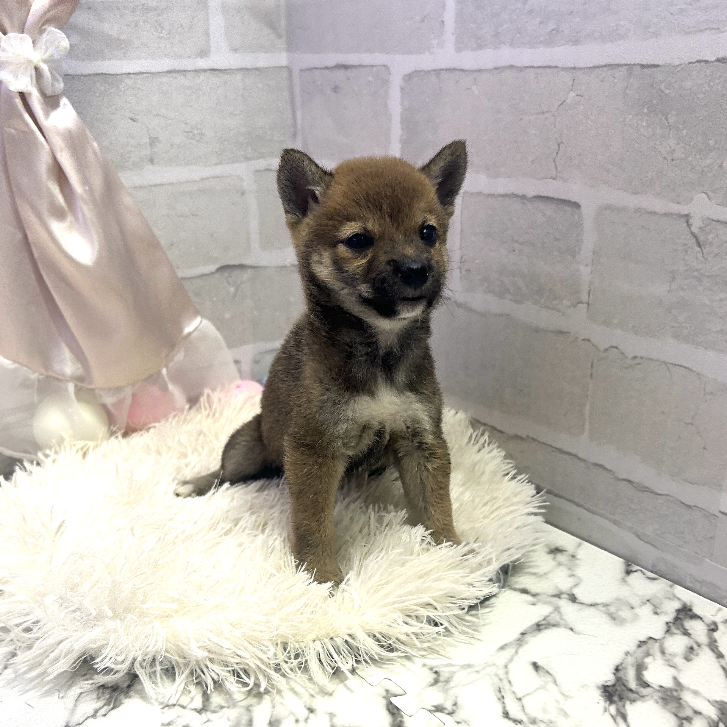 愛知県の豆柴 (犬の家＆猫の里岡崎店/2025年6月30日生まれ/女の子/赤)の子犬の3枚目の画像