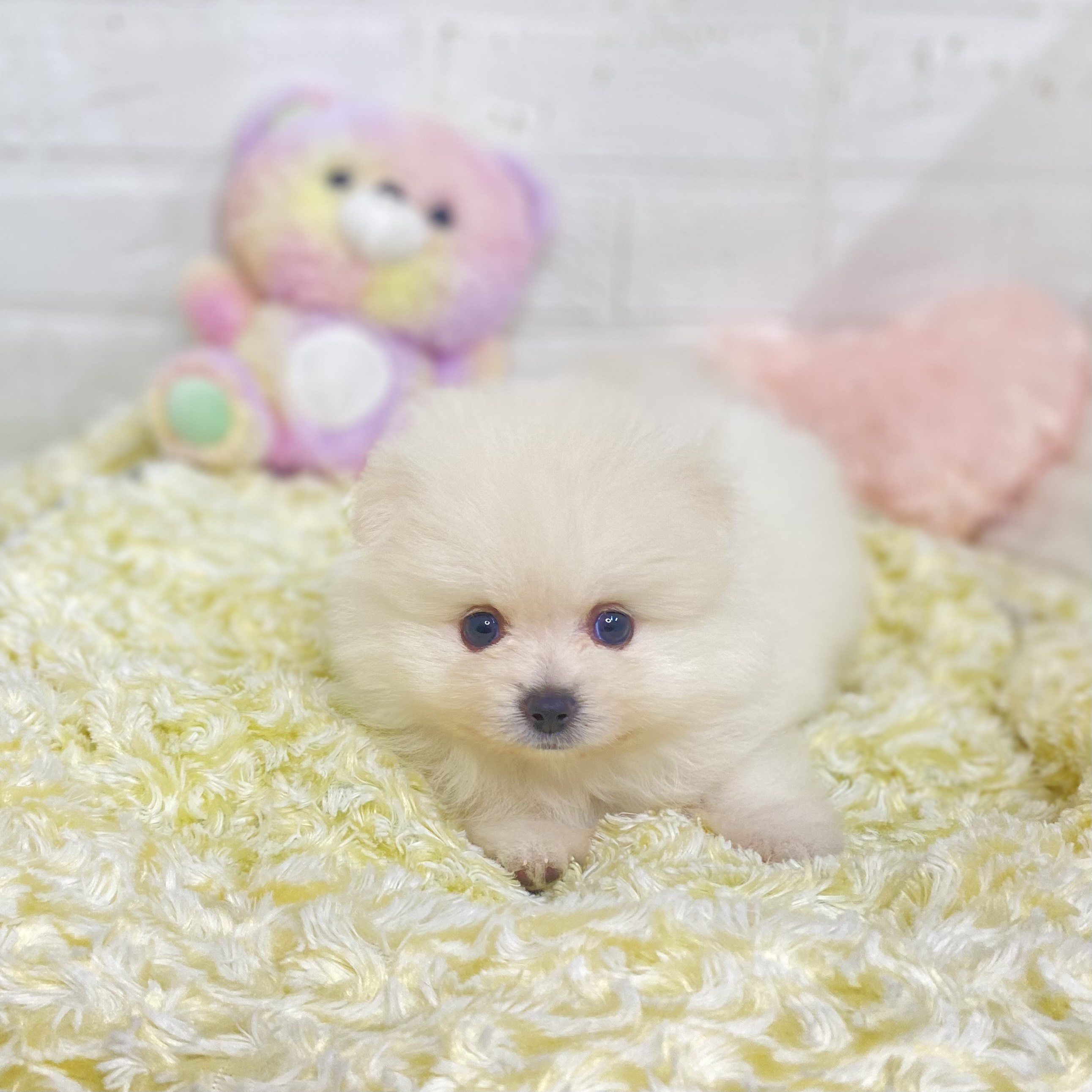 長野県のポメラニアン (犬の家＆猫の里長野店/2025年6月30日生まれ/男の子/クリーム)の子犬の3枚目の画像