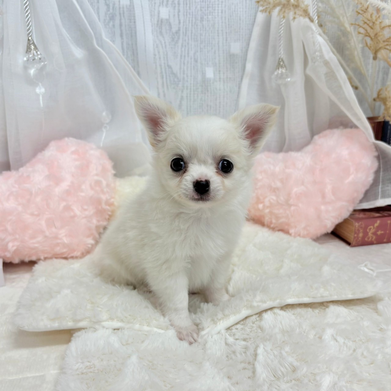 神奈川県のチワワ(ロング) (犬の家＆猫の里相模原店/2025年6月29日生まれ/男の子/ホワイトクリーム)の子犬の1枚目の画像