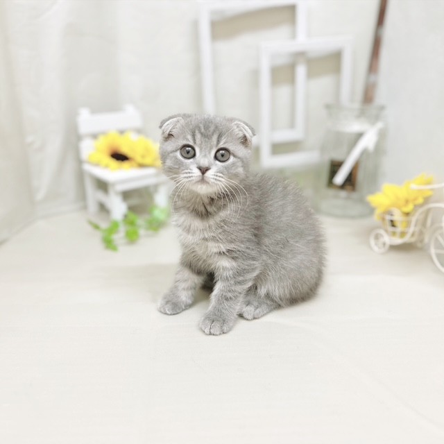 静岡県のスコティッシュフォールド (犬の家＆猫の里藤枝店/2025年6月30日生まれ/男の子/ブルータビー)の子猫の3枚目の画像