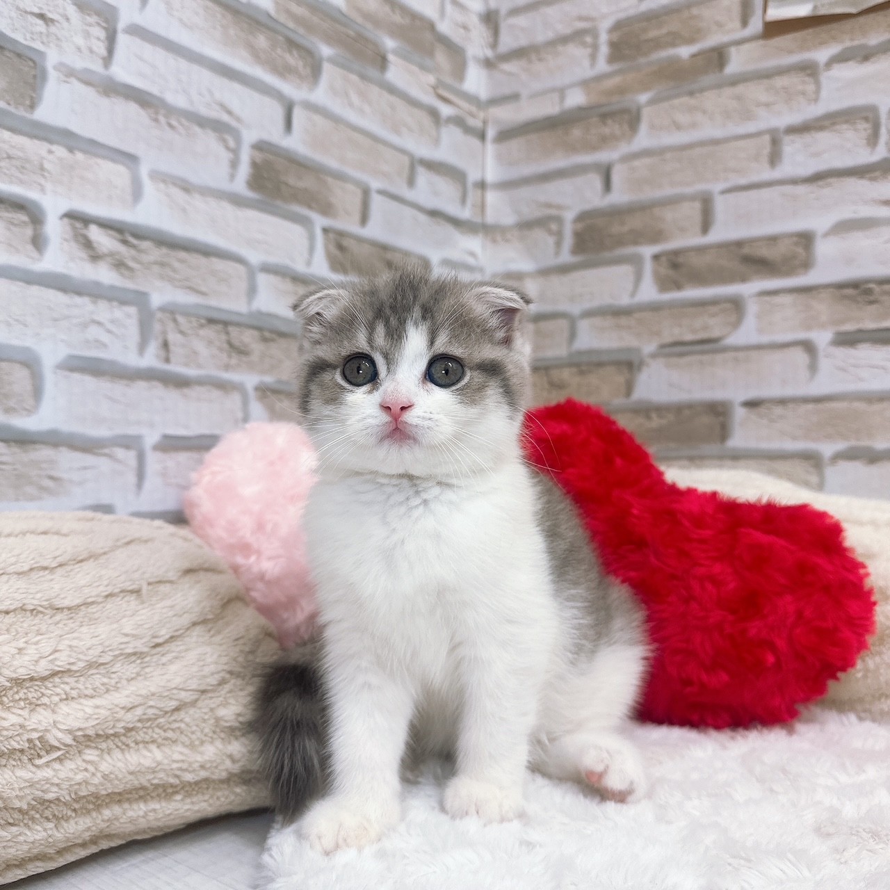 神奈川県のスコティッシュフォールド (犬の家＆猫の里モザイクモール港北店/2025年6月28日生まれ/女の子/ブルータビーホワイト)の子猫の3枚目の画像
