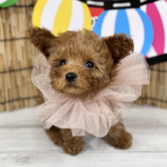 神奈川県のティーカッププードル (犬の家＆猫の里小田原店/2025年6月30日生まれ/男の子/アプリコット)の子犬の3枚目の画像