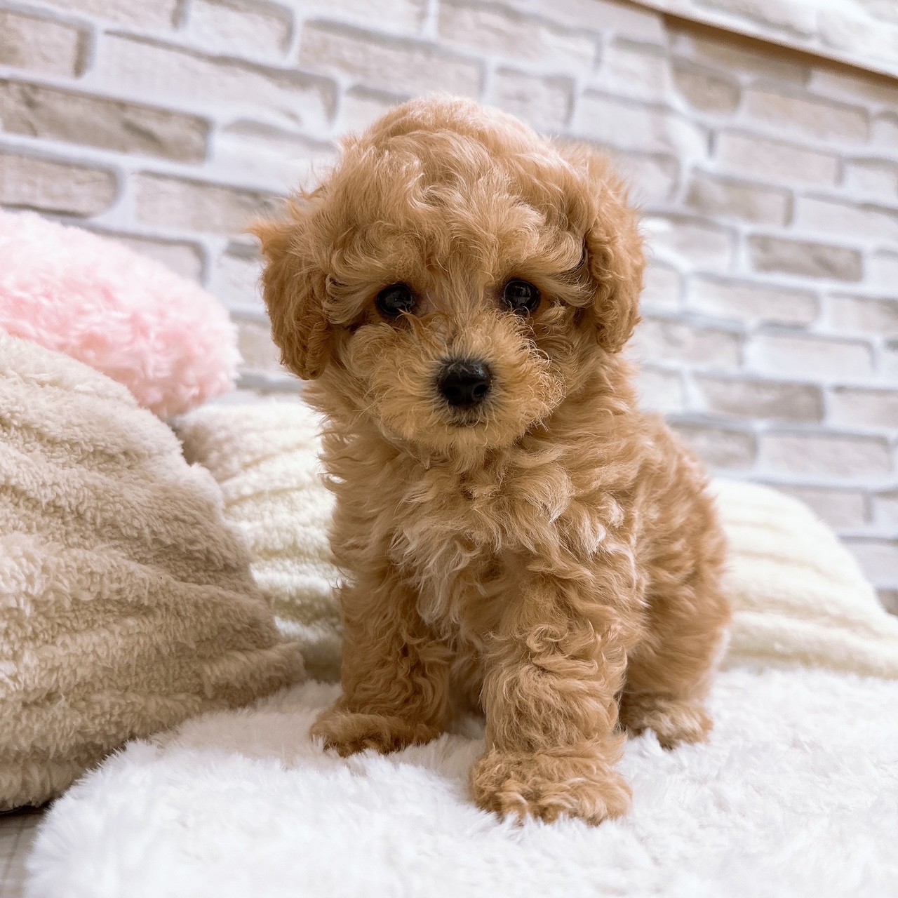 神奈川県のトイプードル(トイ) (犬の家＆猫の里モザイクモール港北店/2025年6月29日生まれ/男の子/アプリコット)の子犬の3枚目の画像