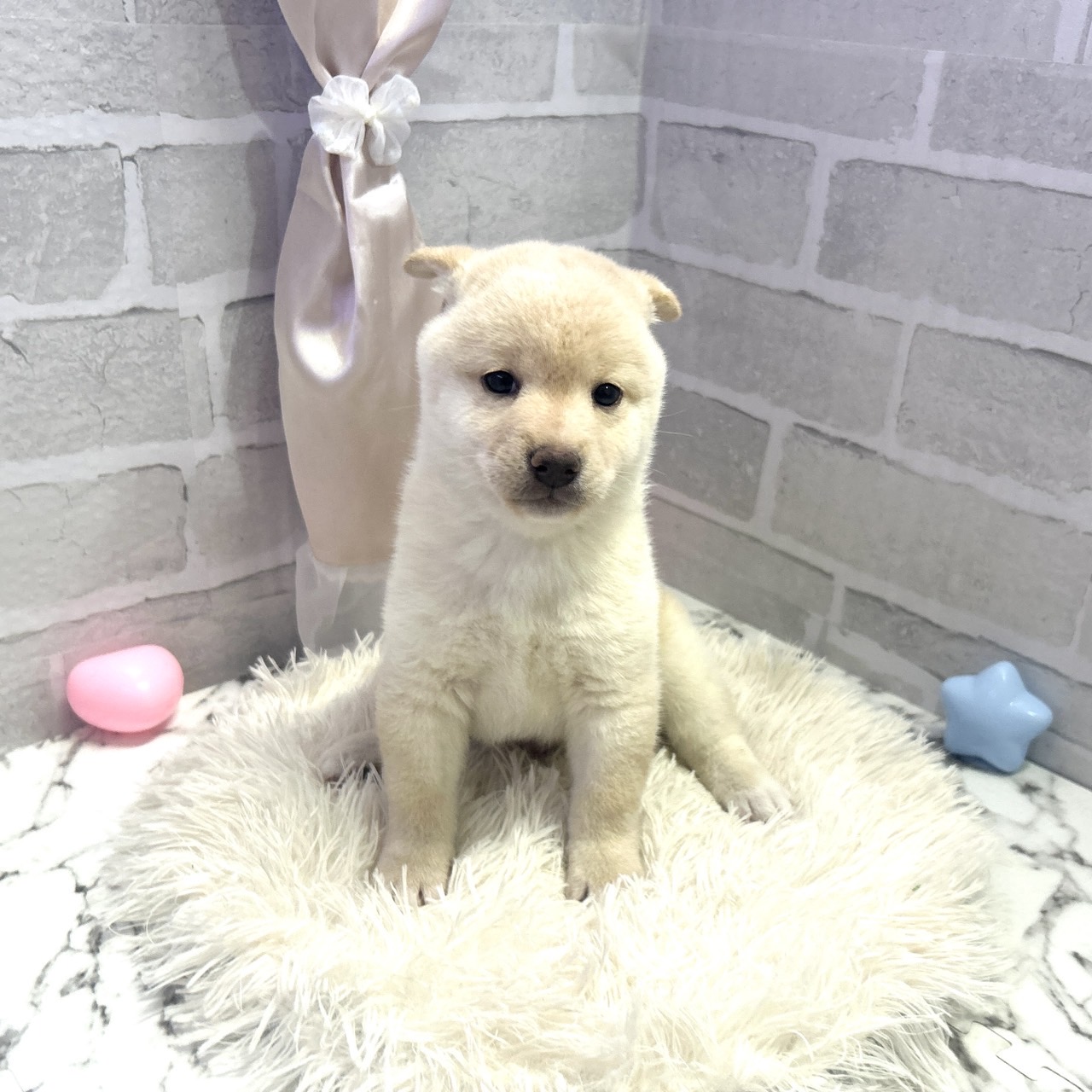 愛知県の柴犬(標準サイズ) (犬の家＆猫の里岡崎店/2025年7月1日生まれ/男の子/白)の子犬の3枚目の画像