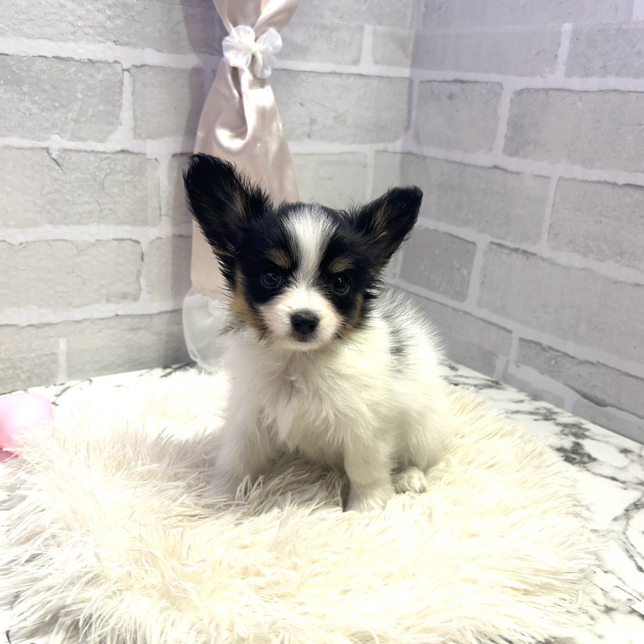 愛知県のパピヨン (犬の家＆猫の里岡崎店/2025年6月29日生まれ/女の子/トライカラー)の子犬の3枚目の画像