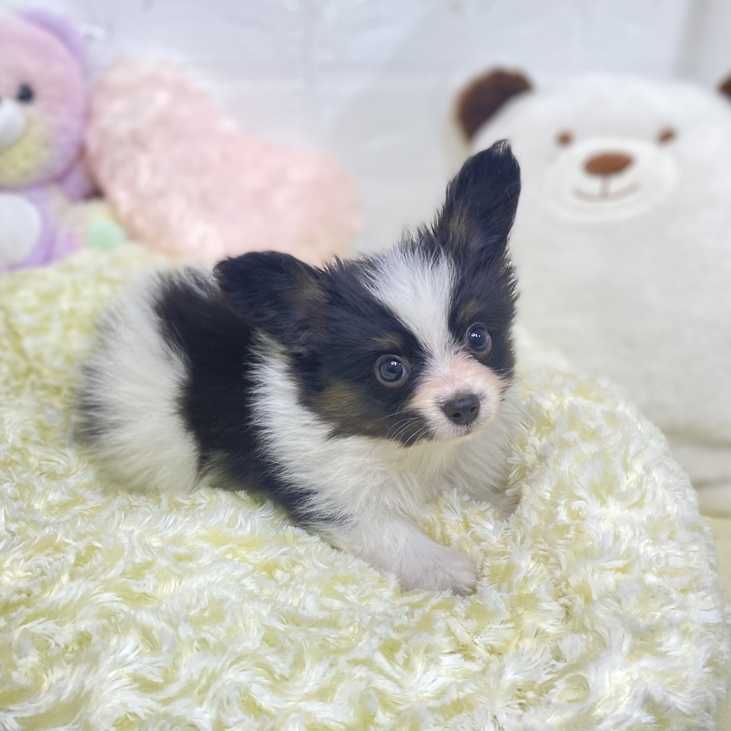 長野県のパピヨン (犬の家＆猫の里長野店/2025年6月29日生まれ/男の子/トライカラー)の子犬の3枚目の画像