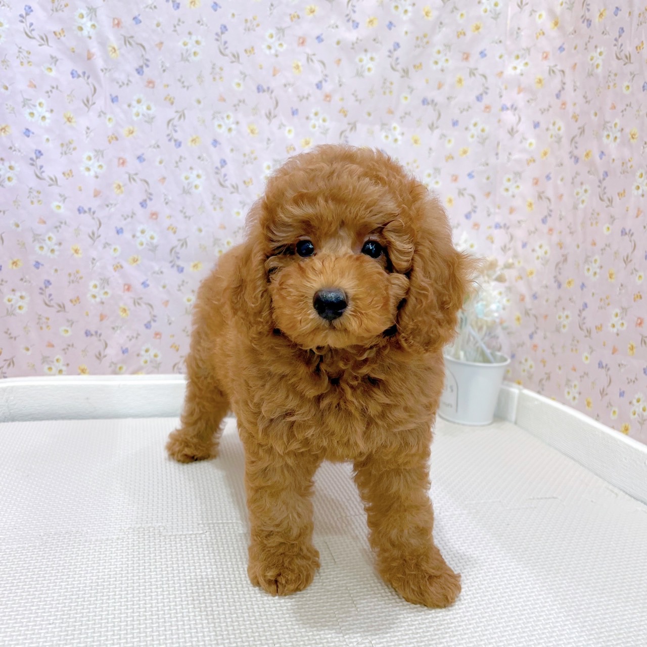 石川県のトイプードル(トイ) (犬の家＆猫の里金沢店/2025年6月30日生まれ/男の子/レッド)の子犬の3枚目の画像