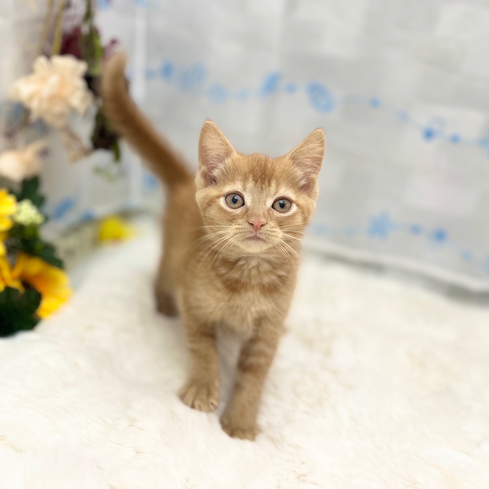 静岡県のキンカロー (犬の家＆猫の里MEGAドン・キホーテ袋井店/2025年6月28日生まれ/女の子/レッドタビー)の子猫の3枚目の画像