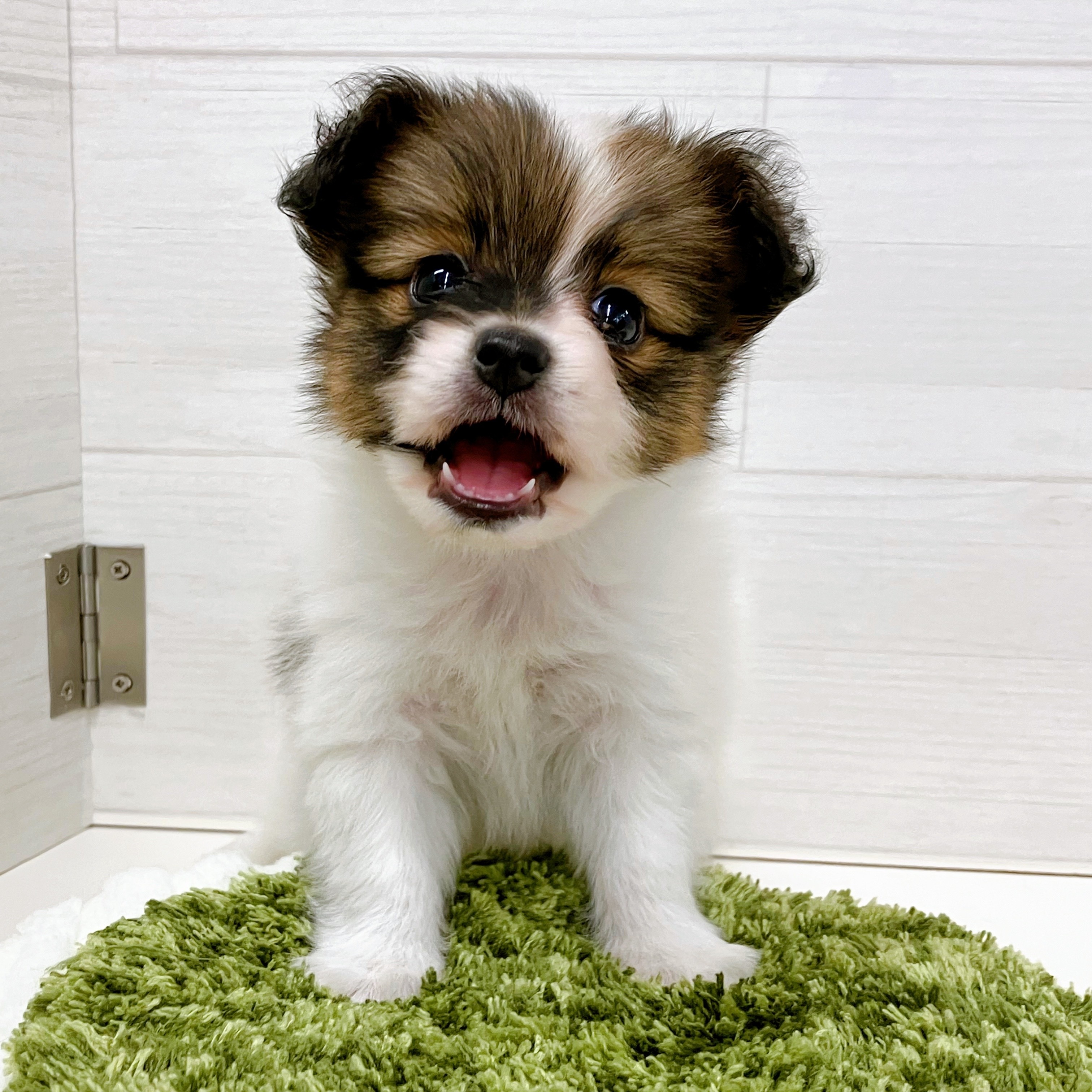 石川県のパピヨン (犬の家＆猫の里アミーゴ金沢おこばた店/2025年6月27日生まれ/女の子/ホワイトブラウン)の子犬の3枚目の画像