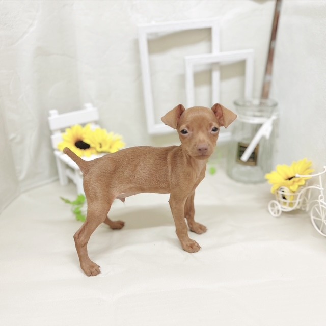 静岡県のミニチュアピンシャー (犬の家＆猫の里藤枝店/2025年7月1日生まれ/男の子/レッド)の子犬の3枚目の画像