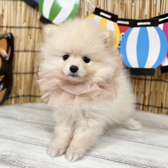 神奈川県のポメラニアン (犬の家＆猫の里小田原店/2025年6月28日生まれ/女の子/クリーム)の子犬の3枚目の画像