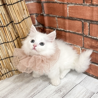 神奈川県のマンチカン (犬の家＆猫の里小田原店/2025年7月1日生まれ/男の子/ホワイト)の子猫の3枚目の画像