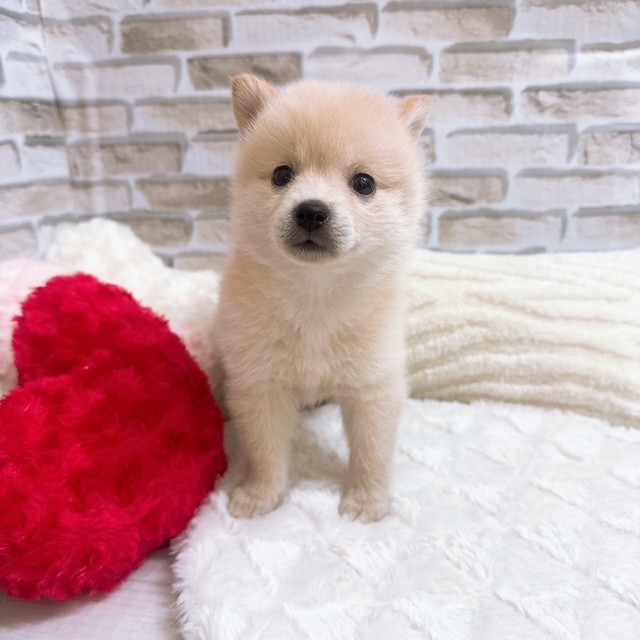 神奈川県のポメ柴/豆ポメ/ポメ豆柴(ポメラニアン×柴犬) (犬の家＆猫の里元住吉ブレーメン通り店/2025年6月29日生まれ/女の子/クリームホワイト)の子犬の3枚目の画像