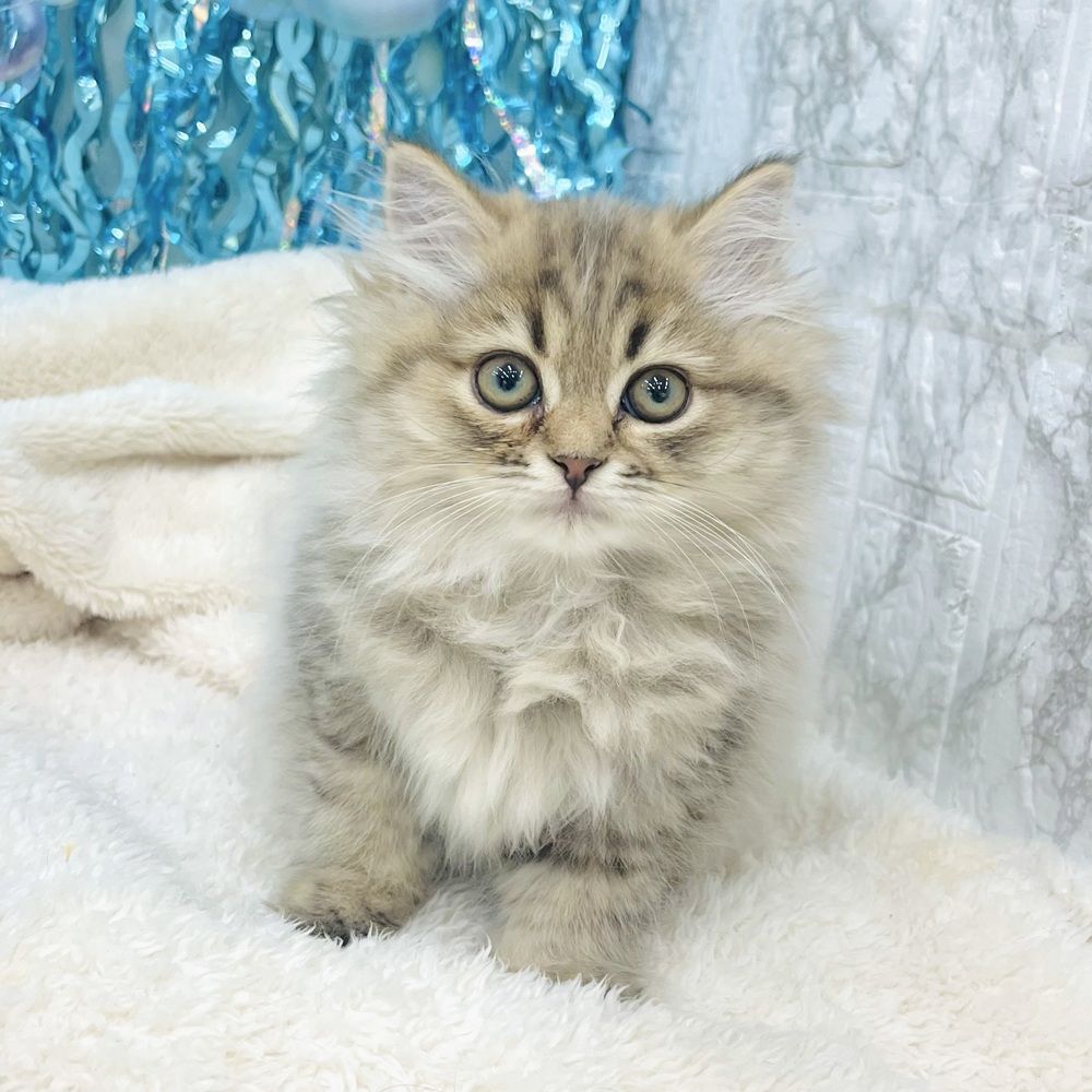 愛知県のスコティッシュストレート (犬の家＆猫の里エアポートウォーク店/2025年6月23日生まれ/女の子/ブラウンタビー)の子猫の3枚目の画像