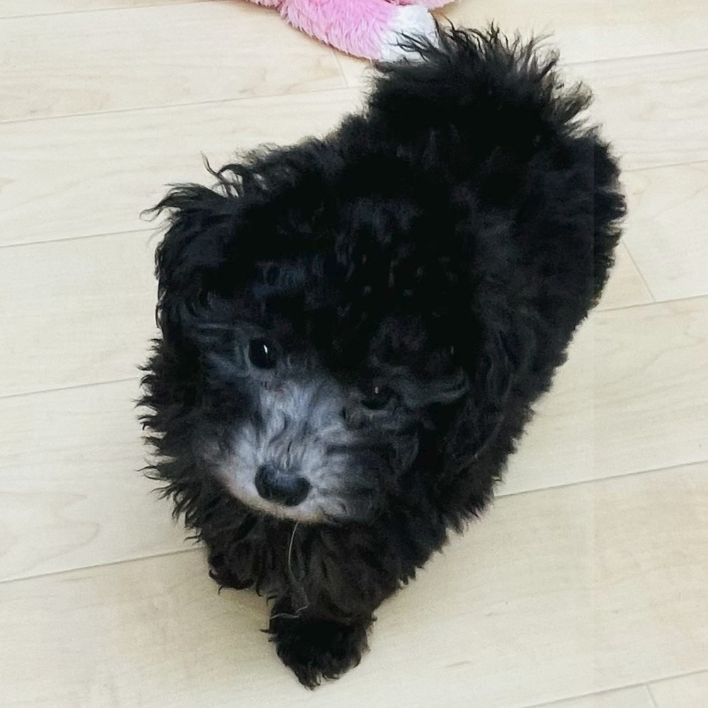 愛知県のトイプードル(トイ) (犬の家＆猫の里七宝店/2025年7月1日生まれ/男の子/シルバー)の子犬の3枚目の画像