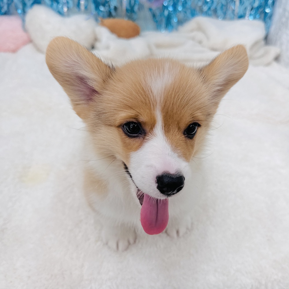 愛知県のウェルシュコーギーペンブローク (犬の家＆猫の里エアポートウォーク店/2025年7月1日生まれ/男の子/レッドホワイト)の子犬の3枚目の画像