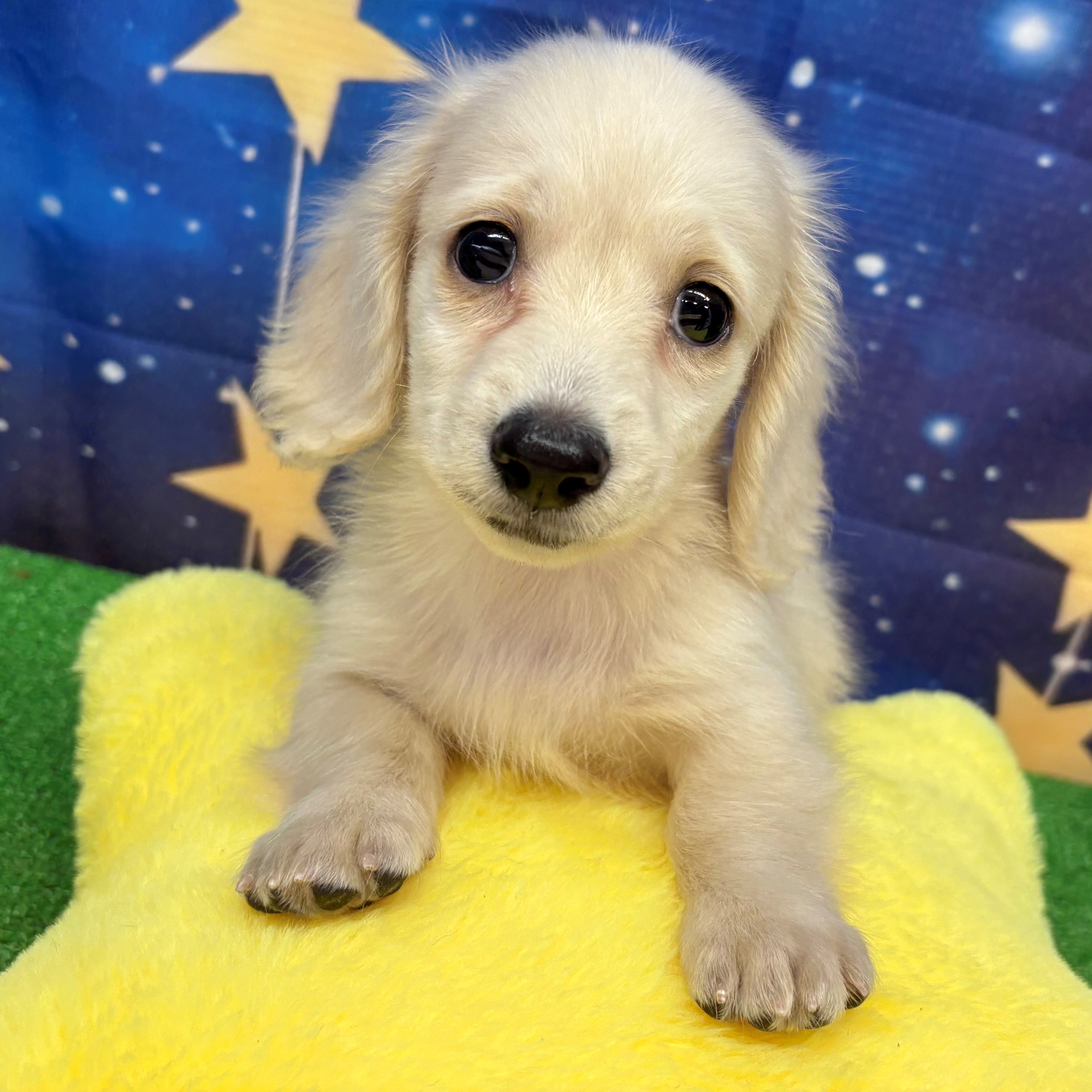 愛知県のミニチュアダックスフンド(ロング) (犬の家＆猫の里名古屋天白店/2025年6月30日生まれ/男の子/イエロー)の子犬の1枚目の画像