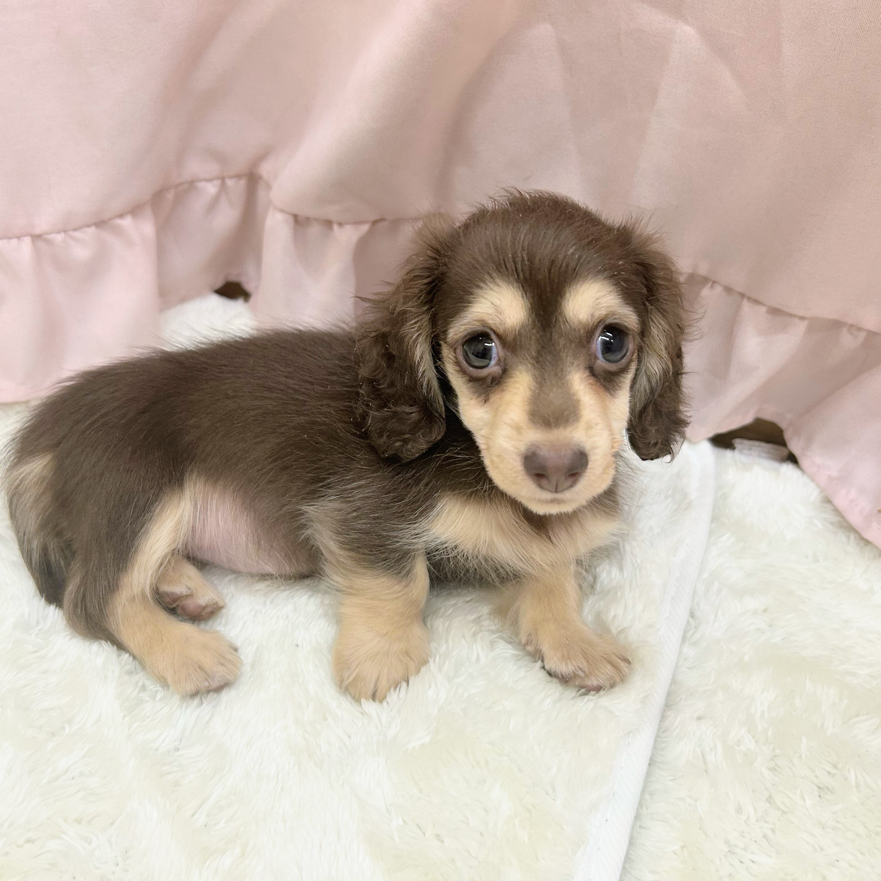 愛知県のミニチュアダックスフンド(ロング) (犬の家＆猫の里アミーゴ神の倉店/2025年6月30日生まれ/女の子/チョコレートイエロー)の子犬の3枚目の画像