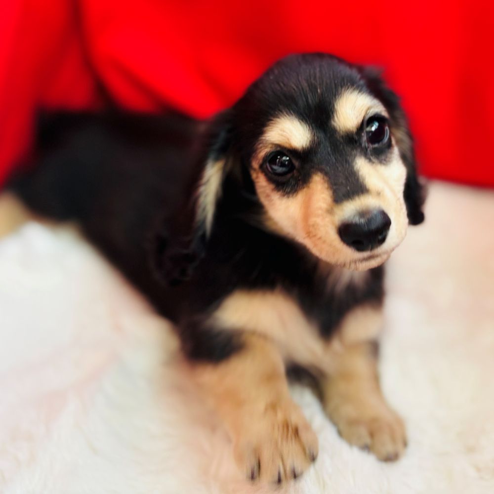 愛知県のミニチュアダックスフンド(ロング) (犬の家＆猫の里愛知刈谷店/2025年6月30日生まれ/女の子/ブラックイエロー)の子犬の3枚目の画像