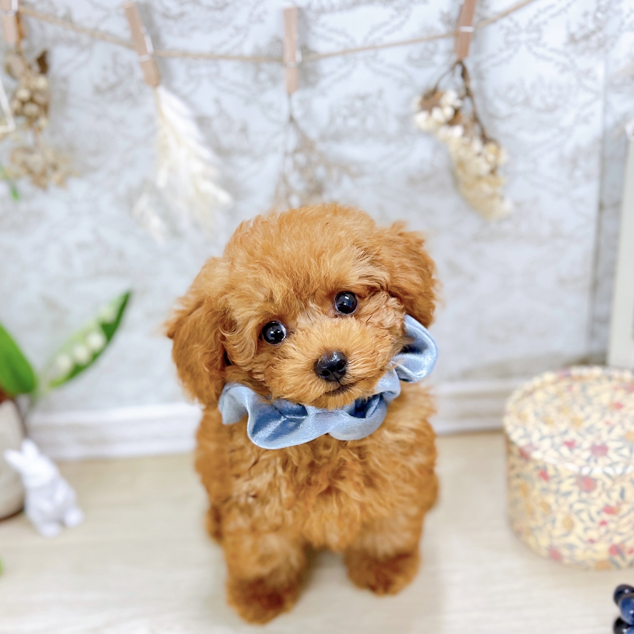 福井県のトイプードル(トイ) (犬の家＆猫の里アミーゴ福井大和田店/2025年7月2日生まれ/男の子/レッドフォーン)の子犬の3枚目の画像