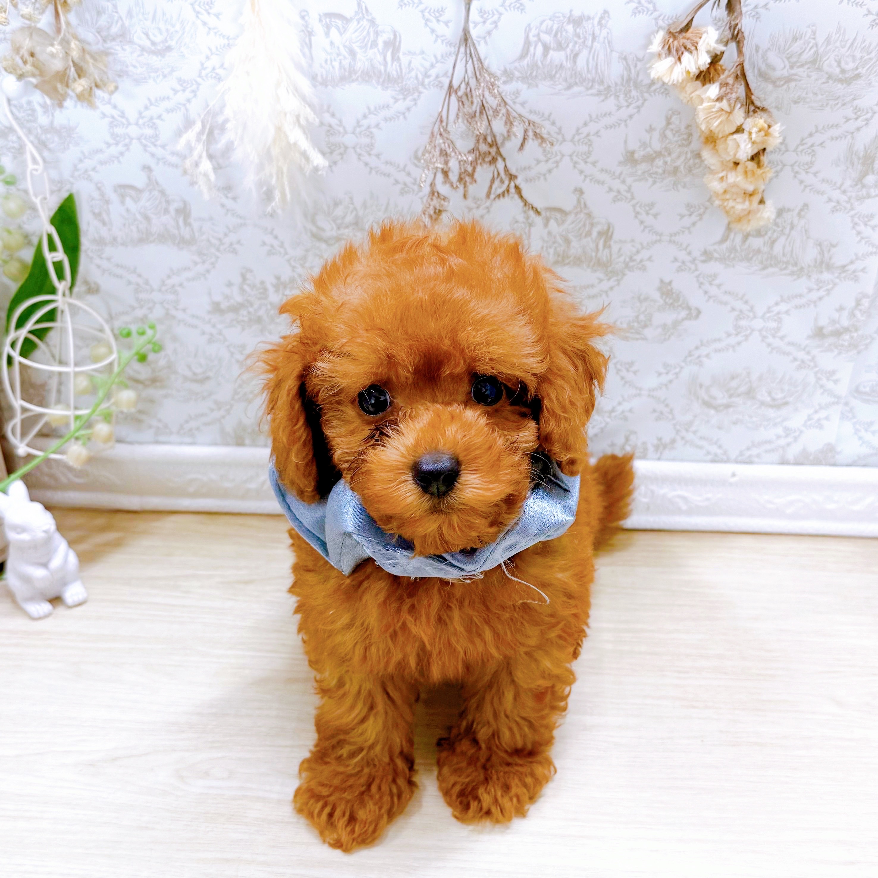 福井県のトイプードル(トイ) (犬の家＆猫の里アミーゴ福井大和田店/2025年7月2日生まれ/男の子/レッドフォーン)の子犬の1枚目の画像