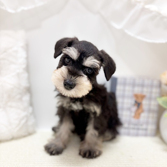 岐阜県のミニチュアシュナウザー (犬の家＆猫の里カラフルタウン岐阜店/2025年7月1日生まれ/男の子/ブラックシルバー)の子犬の3枚目の画像