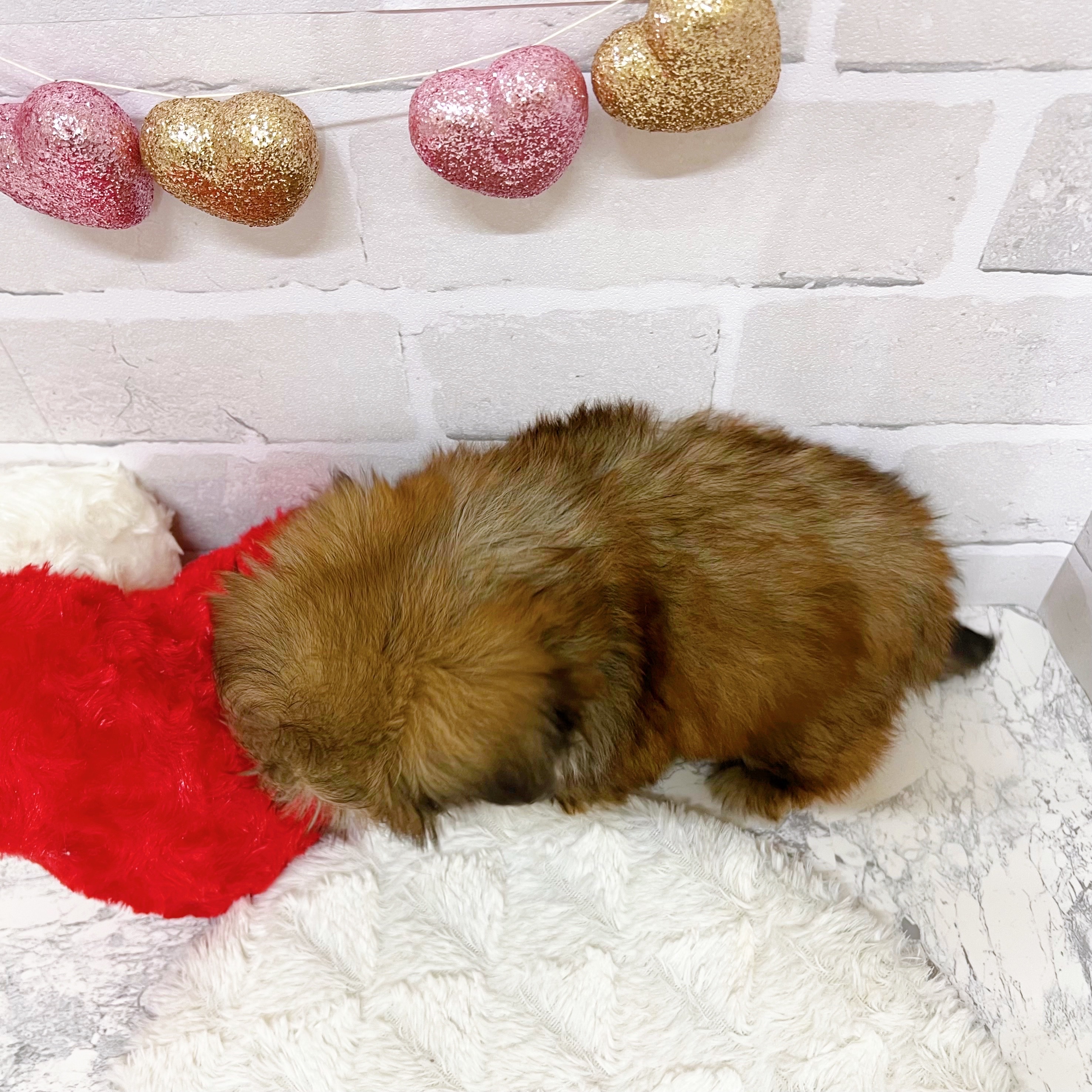 京都府のペキシーズー/ペキズー(ペキニーズ×シーズー) (犬の家＆猫の里京都精華店/2025年7月2日生まれ/男の子/フォーン)の子犬の3枚目の画像