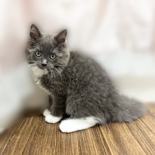 兵庫県のラガマフィン (犬の家＆猫の里カナート西神戸店/2025年6月27日生まれ/男の子/ブルーホワイト)の子猫の1枚目の画像